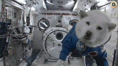 chien dans l'espace