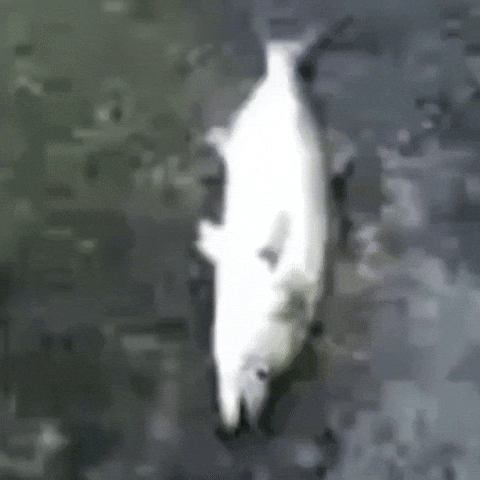 Fish Flop GIF