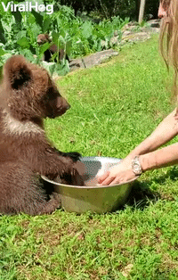 Endangered Baby Bear Plays in Water Bowl