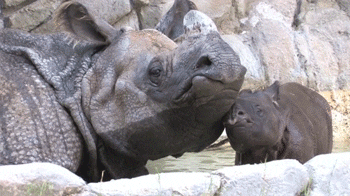 baby rhino GIF