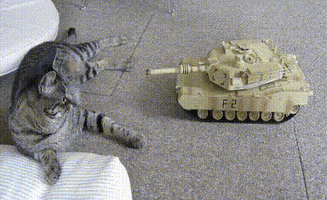 Cat Tank GIF