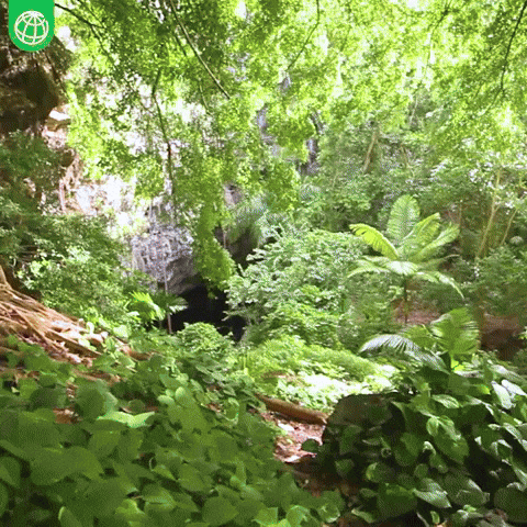 Environment Forests GIF by World Bank