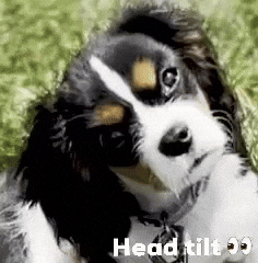 Head Tilt What GIF