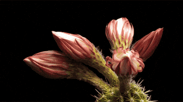 Pink Flower GIF