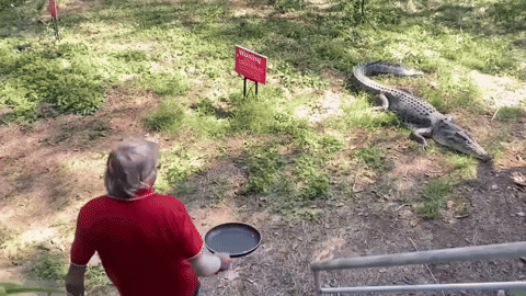 giphy.gif?cid=9b38fe91ibotig14gpkeurclhm