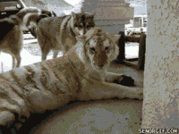 dog humps to fast gif