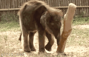 elephant fail GIF