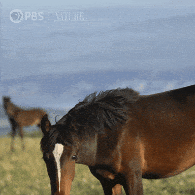 Pbs Nature Horse GIF by Nature on PBS