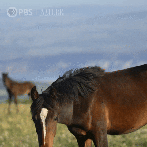 Pbs Nature Horse GIF by Nature on PBS