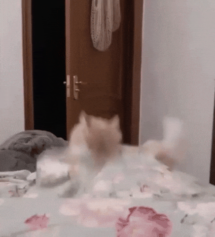 Angry Cat GIF