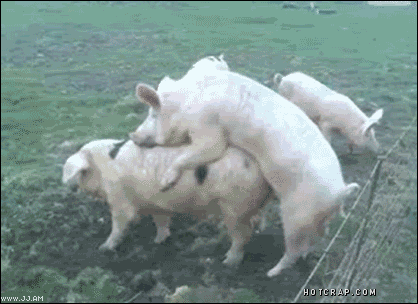 giphy.gif