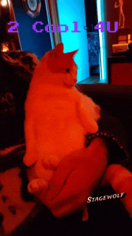 Cool Cat GIF by STAGEWOLF