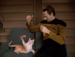 Cat GIF