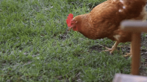 Kuřecí poule GIF od La vraie nature