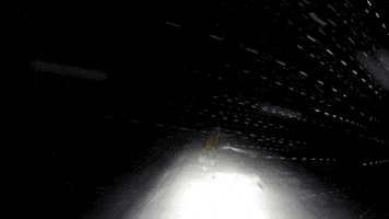 Beeheidi GIF