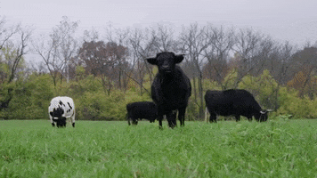 Cow Field GIF by Mercy For Animals