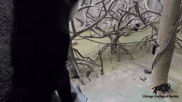 King Of The Jungle Hello GIF by Brookfield Zoo