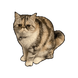 Cat Nala Sticker by Karen Toyoshima