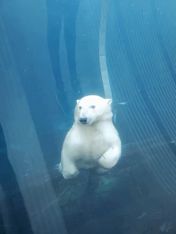 Awesome Polar Bear GIF by JustViral