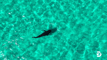Circling Clear Water GIF by Shark Week