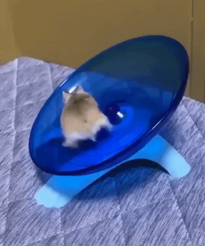 Hamster Wow GIF by JustViral