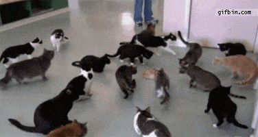 cat GIF