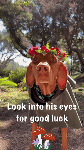 Autumn Good Luck GIF