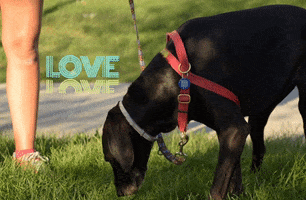 Dog GIF