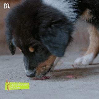 Dog Puppy GIF by Bayerischer Rundfunk