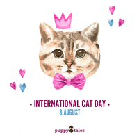 International Cat Day GIF by puppytales