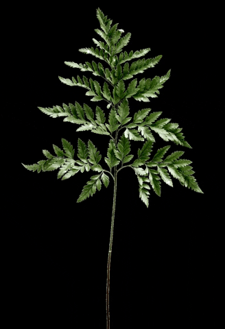 Five Forges GIF