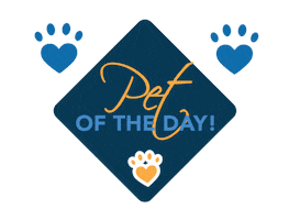 Puppy Kitten Sticker by CityVet