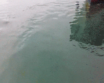 seagull