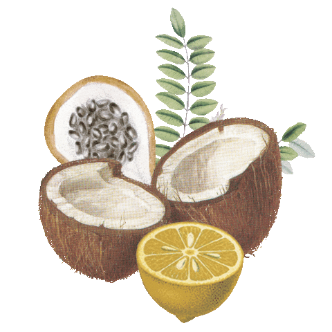 Fruits Coconut Sticker by aguabenditaSW