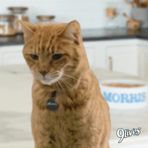 Morristhe9LivesCat cat hungry yum delicious GIF