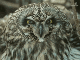 Angry Owl GIF by Honda