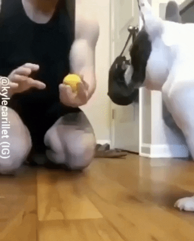 Dog Magic Surprise GIF