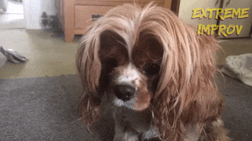 Excited King Charles Cavalier Spaniel GIF by Extreme Improv