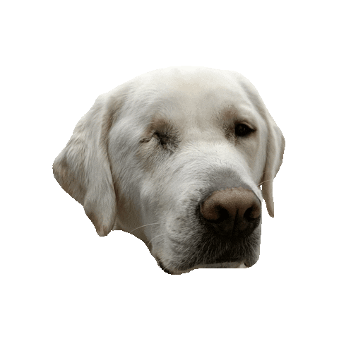 Autism Assistance Dogs Ireland Sticker