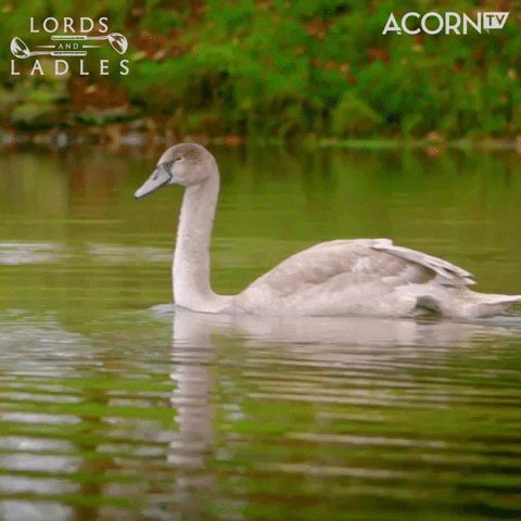Relaxing Water Fowl GIF by Acorn TV