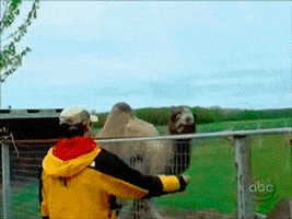 Wildlife gif. A man tries to feed a camel through a fence but the camel whips his head through an opening and angrily tries to bite the man.