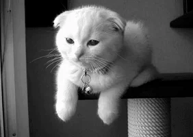 white cat GIF