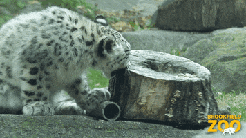 Baby Snack GIF by Brookfield Zoo
