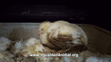 LaBlueGirl mexico vegan chicken vegano GIF