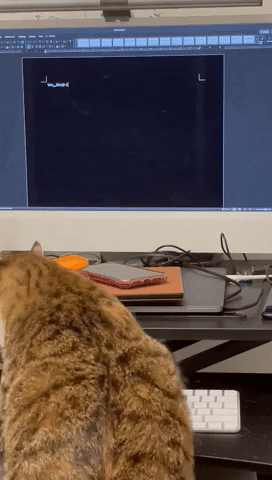 Melocat GIF
