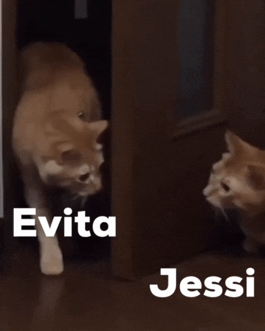 Jessi GIF by Memes and gifs