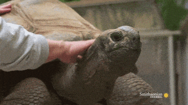 tortoise