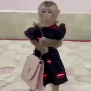 Czz GIF