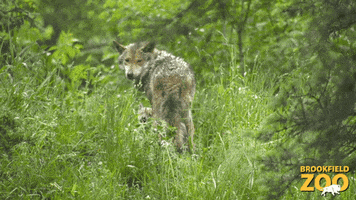Baby Animals Mom GIF by Brookfield Zoo