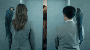 Bear Elevator GIF by PICTON Investments